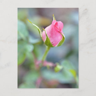 Rose Postkarte