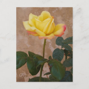 Rose Postkarte