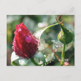Rose Postkarte