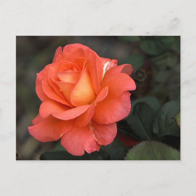 Rose Postkarte (Vorderseite)
