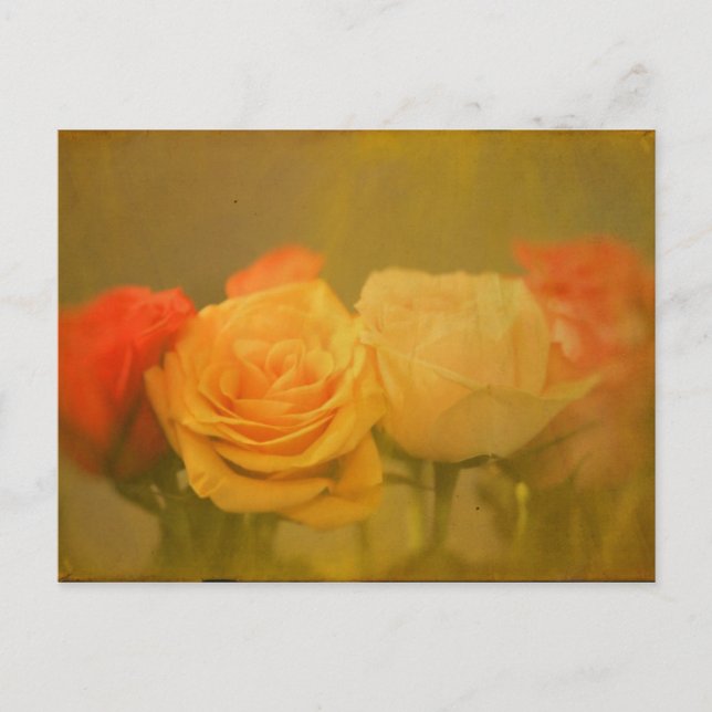 Rose Postkarte (Vorderseite)