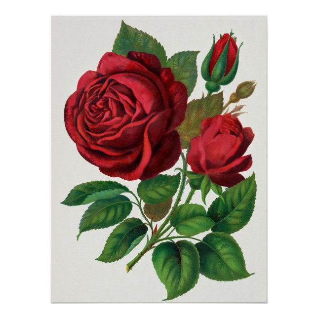 Rose Print Rochester Lithographing and Printing Co Poster (Vorderseite)
