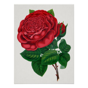 Rose Print Rochester Lithographing und Druckerei C Poster