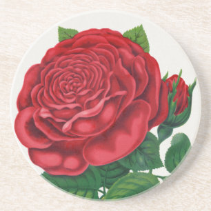 Rose Print Rochester Lithographing und Druckerei G Getränkeuntersetzer