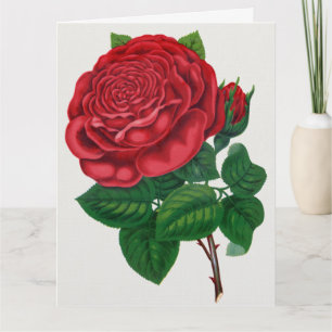Rose Print Rochester Lithographing und Druckerei Karte