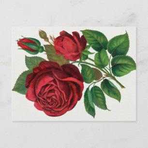 Rose Print Rochester Lithographing und Druckerei Postkarte