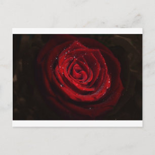 Rose Reben Herzstück Blume Frieden Liebe Destinati Postkarte