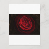 Rose Reben Herzstück Blume Frieden Liebe Destinati