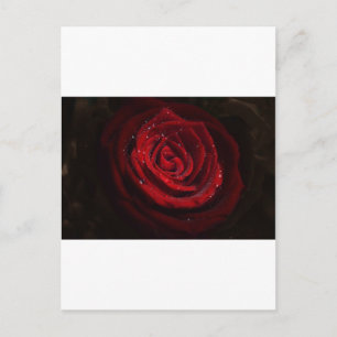 Rose Reben Herzstück Blume Frieden Liebe Destinati Postkarte