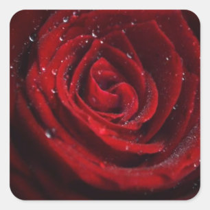 Rose Reben Herzstück Blume Frieden Liebe Destinati Quadratischer Aufkleber