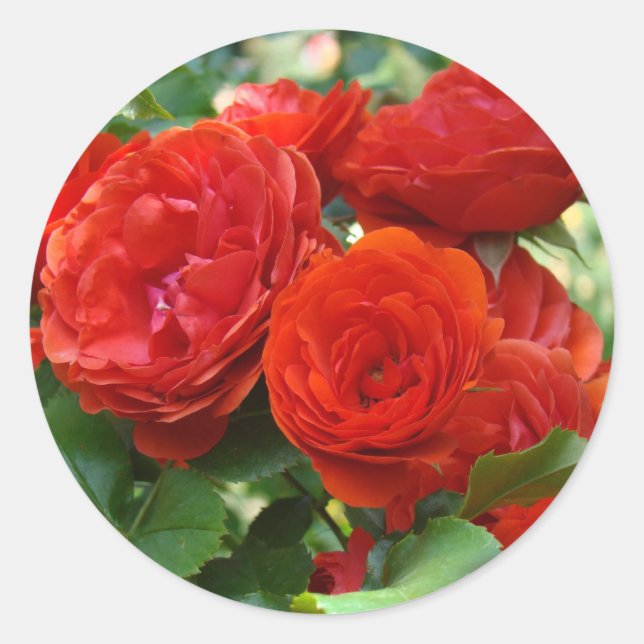 ROSE Red Beautiful Rose Blume Aufkleber (Vorderseite)