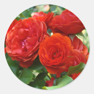 ROSE Red Beautiful Rose Blume Aufkleber