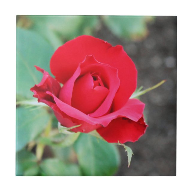 Rose Red Fliese (Vorderseite)