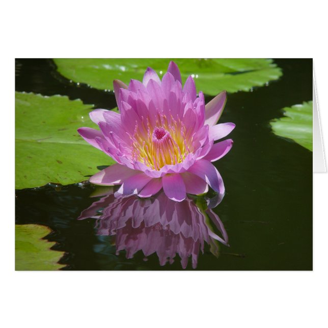 Rose Reflektion (Vorderseite (Horizontal))