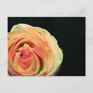 Rose Reflektionen Postkarte