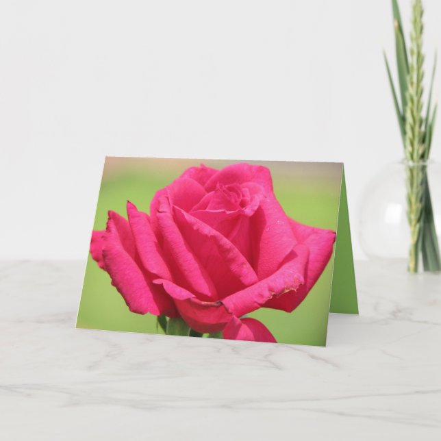 Rose riechen süßer feiertagskarte (Vorderseite)
