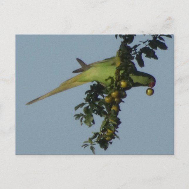 Rose-Ringed Parakeet aß Berries DIY Postkarte (Vorderseite)