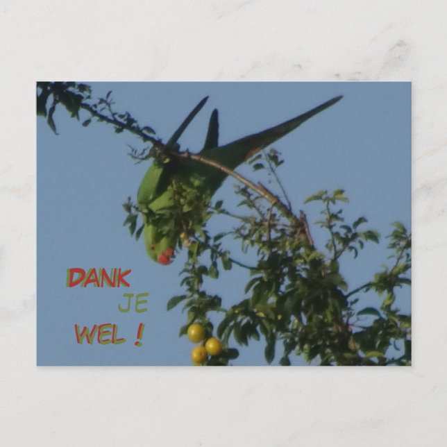 Rose-Ringed Parakeet Vielen Dank Postcard Postkarte (Vorderseite)