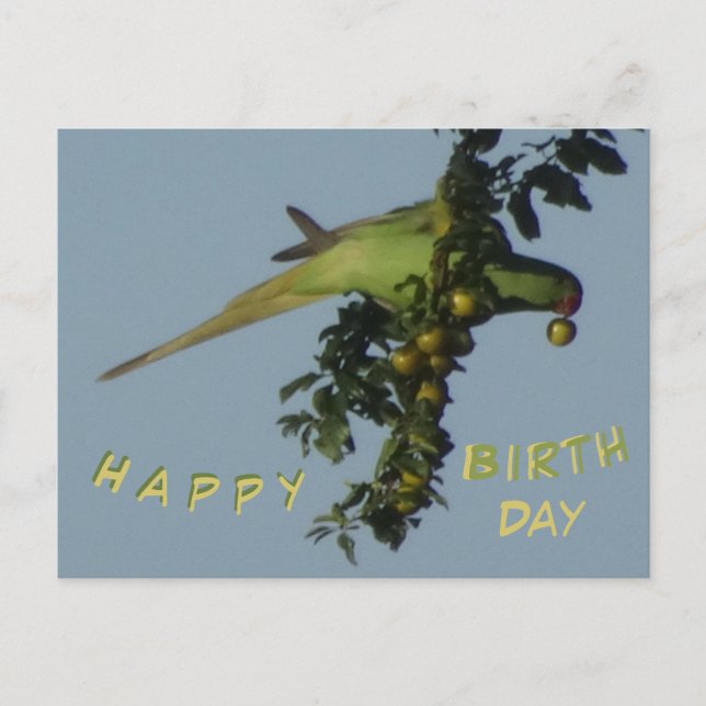 Rose-Ringed Parakeet zum Geburtstag Postkarte (Vorderseite)