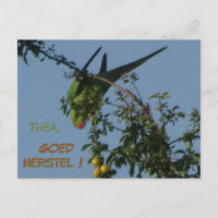 Rose-Ringelparakeet bald gut Postkarte