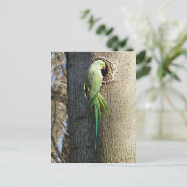 Rose-Ringelparaket im Baum-Heimat Postkarte (Stehend Vorderseite)