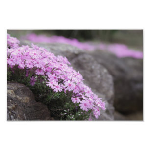 Rose Rosa / Phlox-Blume Fotodruck