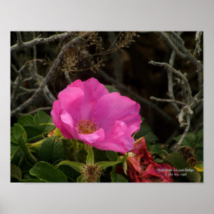 Rose Rosa Rugosa Poster