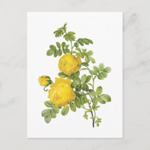 Rose (Rosa sulfurea) von Redouté Postkarte