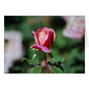 Rose Rosa und Pfirsich