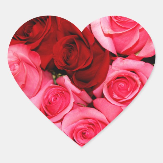 Rose, rosa und rot Herz-Aufkleber (Vorderseite)
