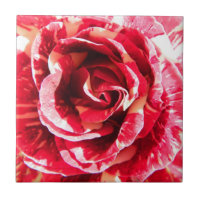 Rose Rot-Weiß Streifen Blumenfotografie