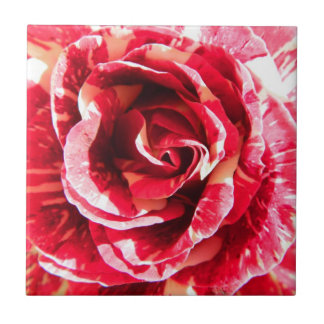 Rose Rot-Weiß Streifen Blumenfotografie Fliese