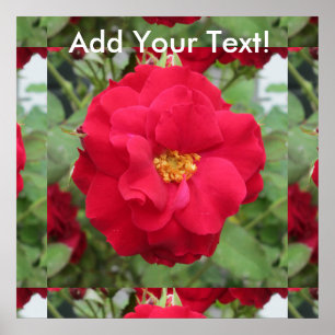 Rose Rote Blume Poster