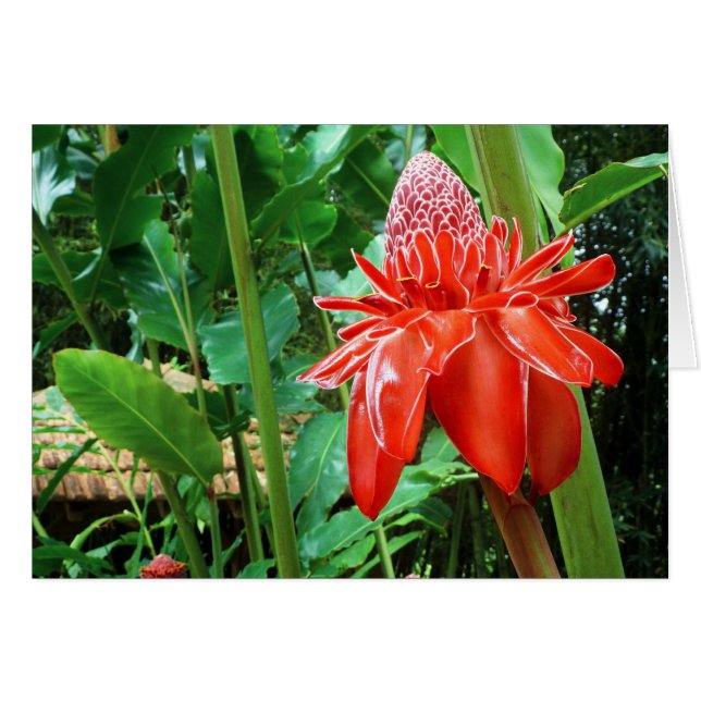 Rose Rote Karibik Exotische Blume (Vorderseite (Horizontal))