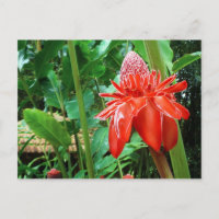 Rose Rote Karibik Exotische Blume