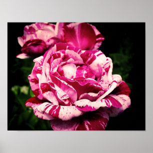 Rose Rotes Rosa Poster