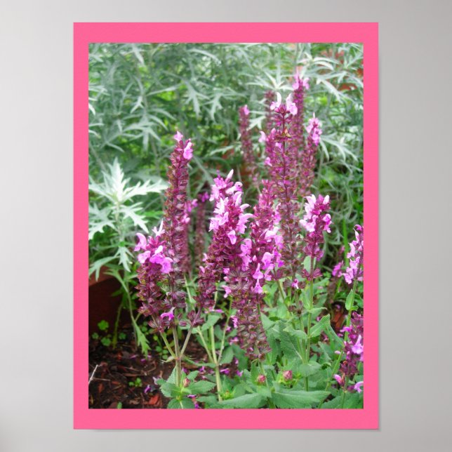 ROSE SALVIA UND ARTEMESIEN POSTER (Vorne)