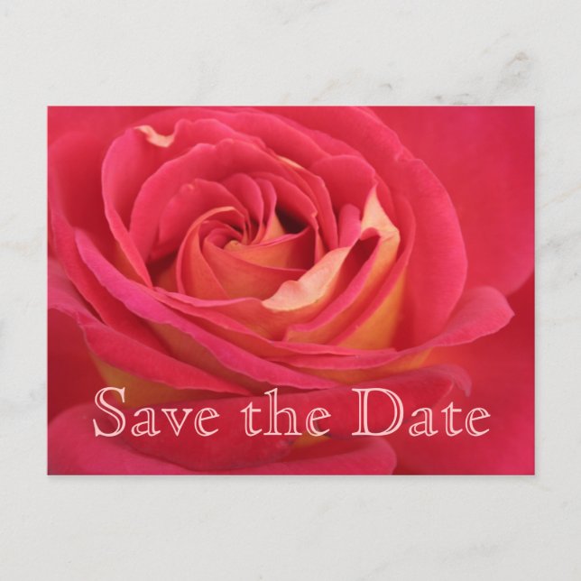 Rose Save the Date 55. Geburtstagsfeier APost Ankündigungspostkarte (Vorderseite)