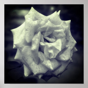 Rose schwarz und weiß poster