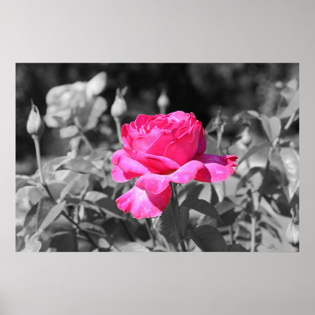 Rose Schwarz/Weiß Poster (Vorne)