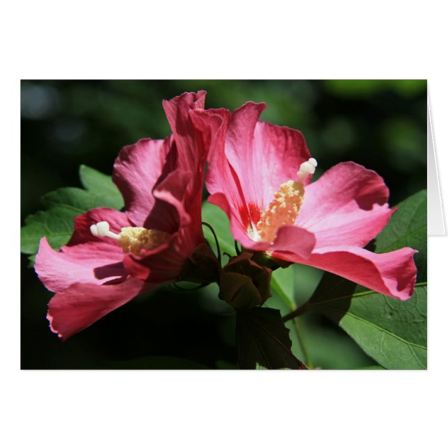 Rose Sharon (Vorderseite (Horizontal))