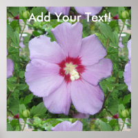 Rose Sharon Lila Red