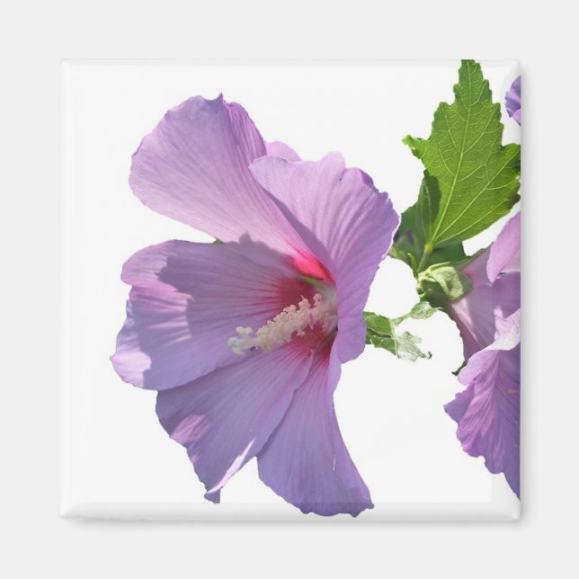 Rose Sharon Magnet (Vorne)