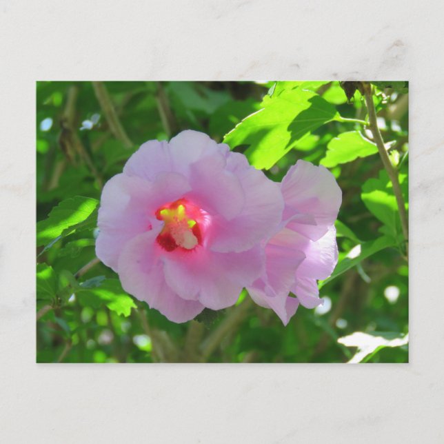 Rose Sharon, Sunlit Postkarte (Vorderseite)
