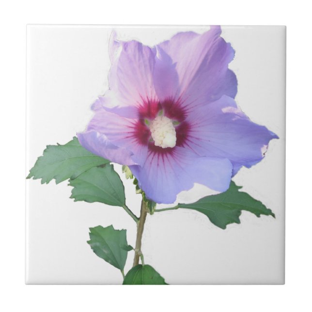 Rose Sharron Fliese (Vorderseite)