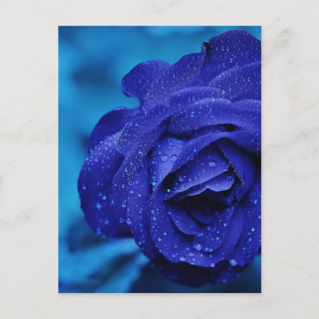Rose sind blau postkarte (Vorderseite)