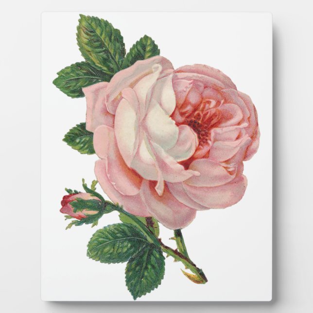 Rose sind rosa fotoplatte