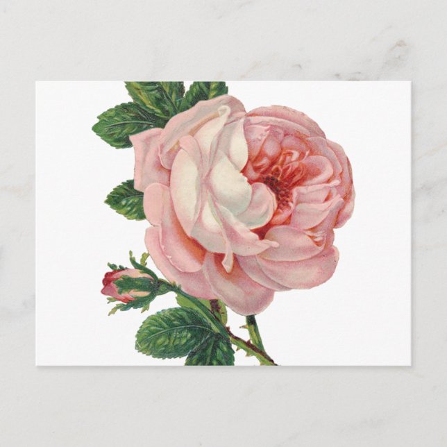 Rose sind rosa postkarte (Vorderseite)