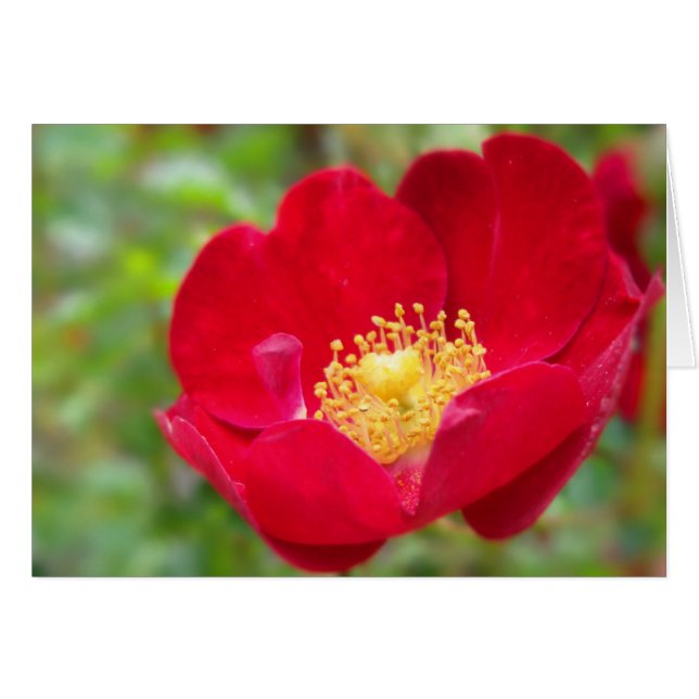 Rose sind rot (Vorderseite (Horizontal))