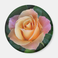 Rose sind rot, außer sie sind Peach! Magnet